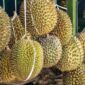 Durian Lezat Tak Hanya dari Ngantang Malang, Kini Ada dari Ngetos Nganjuk