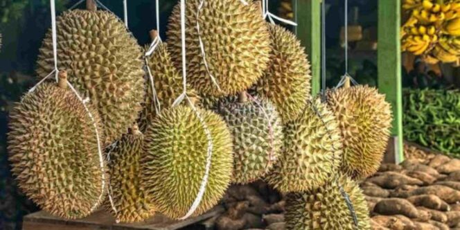 
					Durian Lezat Tak Hanya dari Ngantang Malang, Kini Ada dari Ngetos Nganjuk