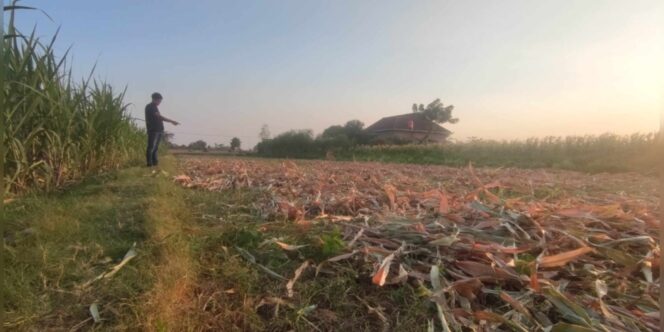 
					Tanaman Jagung Milik Petani di Ngronggot Nganjuk Siap Panen, Di Gondol Maling